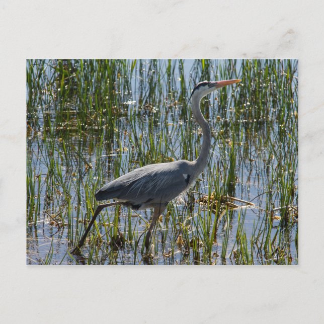 Great Blue Heron Bird Marsh Postcard (Front)