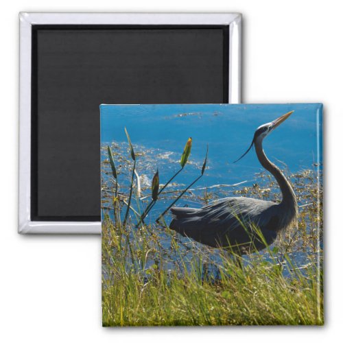 Great Blue Heron Bird Posing Swamp Magnet