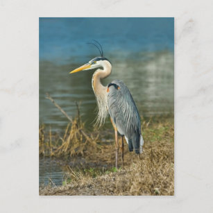 Great Blue Heron Bird Postcard
