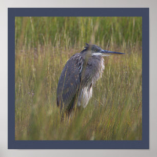 Great Blue Heron Bird Poster