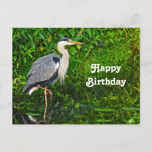 Great Blue Heron Bird Wildlife Photo Birthday Postcard