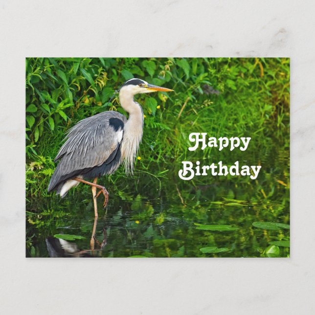 Great Blue Heron Bird Wildlife Photo Birthday Postcard (Front)