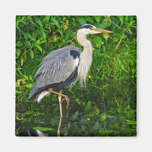 Great Blue Heron Bird Wildlife Photo Magnet (Front)