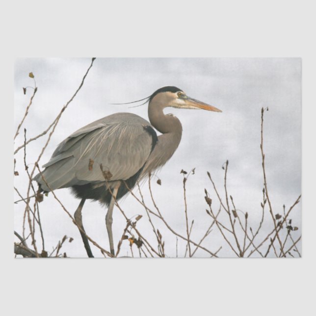 Great Blue Heron Bird Wildlife Tree Tissue Paper (Front)