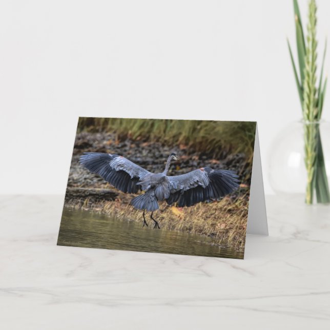 Great Blue Heron - Bird Wings Thank You Card (Front)