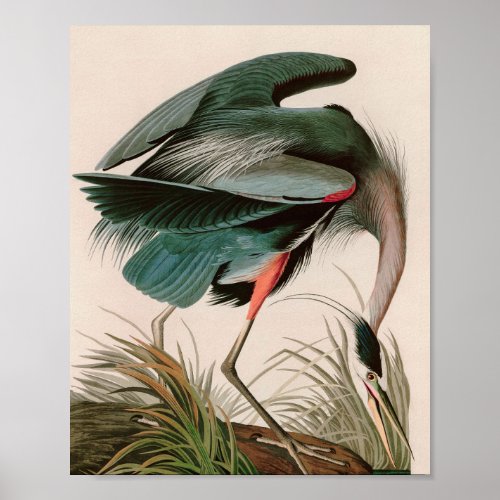 Great Blue Heron Birds of America Audubon Print