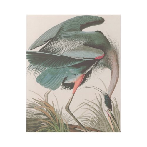 Great Blue Heron Birds of America Audubon Print