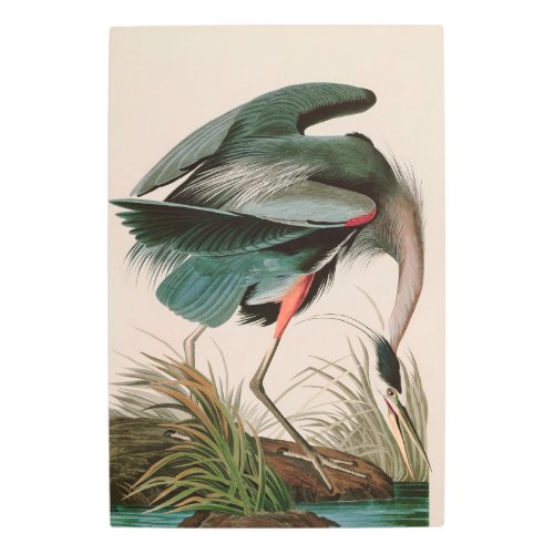 Great Blue Heron Birds of America Audubon Print