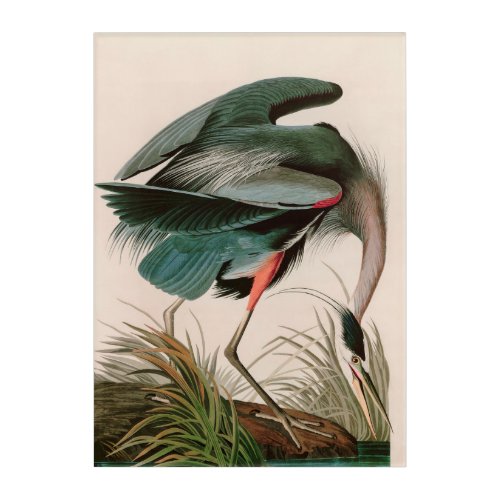 Great Blue Heron Birds of America Audubon Print Acrylic Print