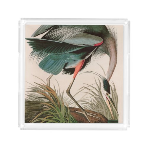 Great Blue Heron Birds of America Audubon Print Acrylic Tray