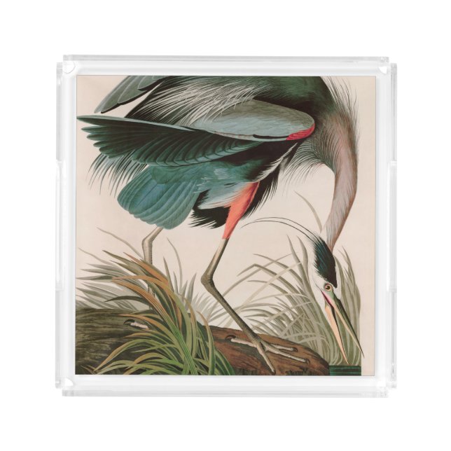 Great Blue Heron Birds of America Audubon Print Acrylic Tray (Front)