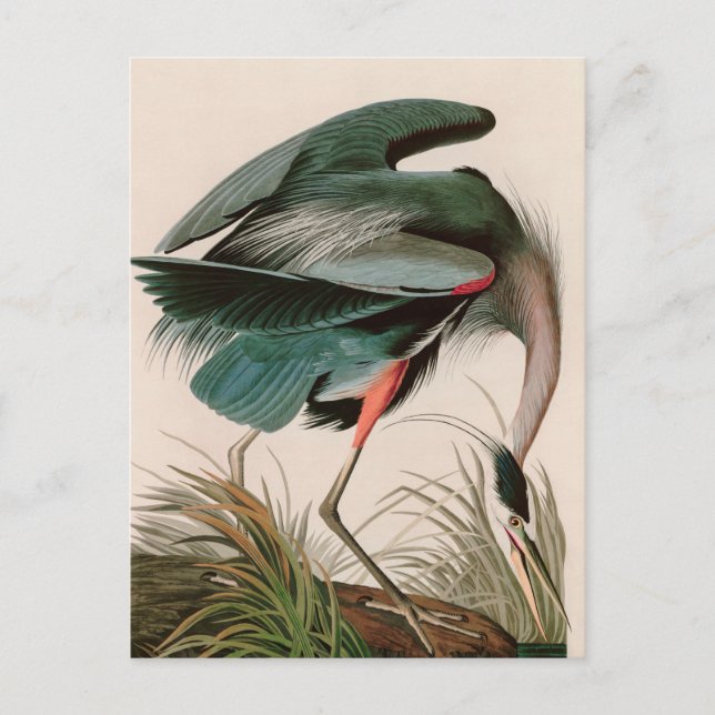 Great Blue Heron Birds of America Audubon Print Holiday Postcard (Front)