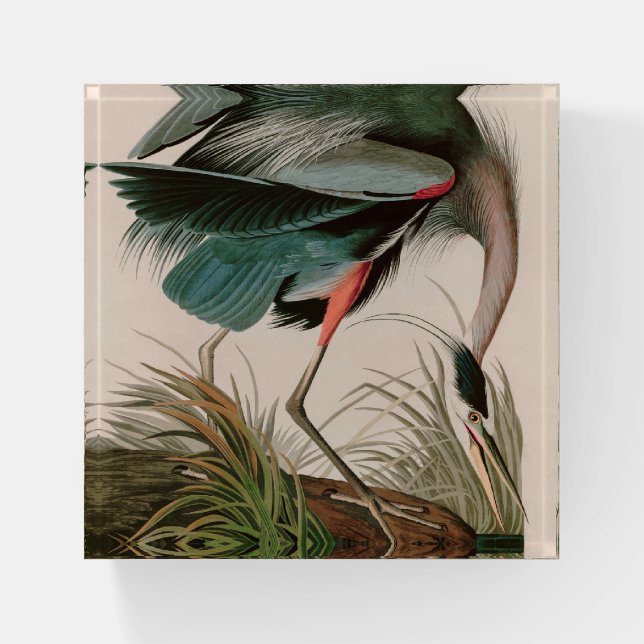 Great Blue Heron Birds of America Audubon Print Paperweight (Front)