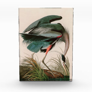 Great Blue Heron Birds of America Audubon Print Photo Block