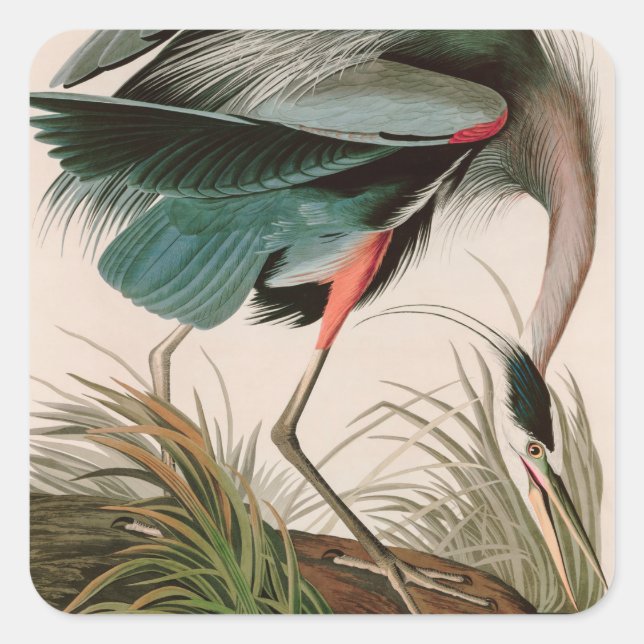 Great Blue Heron Birds of America Audubon Print Square Sticker (Front)