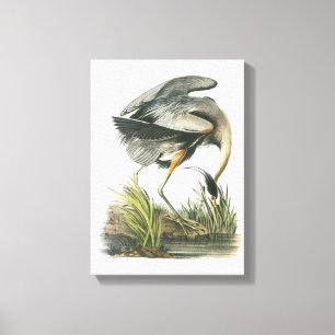 Great Blue Heron by Audubon Canvas Print