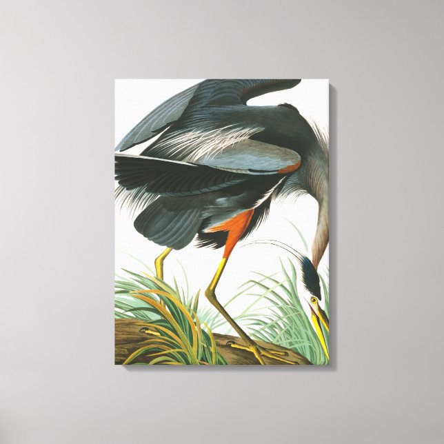 Great Blue Heron by John James Audubon Canvas Print (Front)