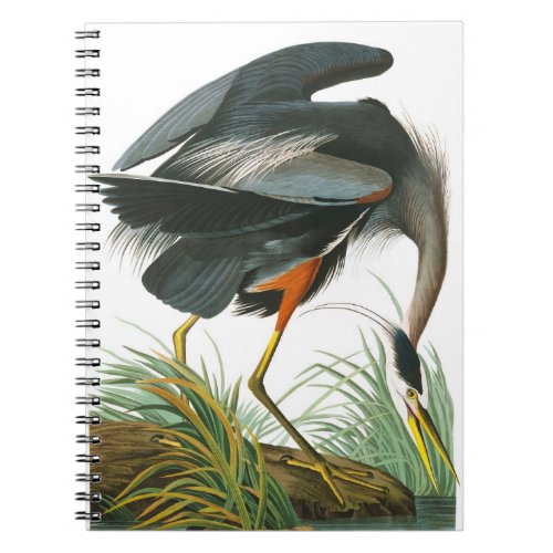 Great Blue Heron by John James Audubon Notebook