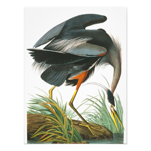 Great Blue Heron by John James Audubon Photo Print