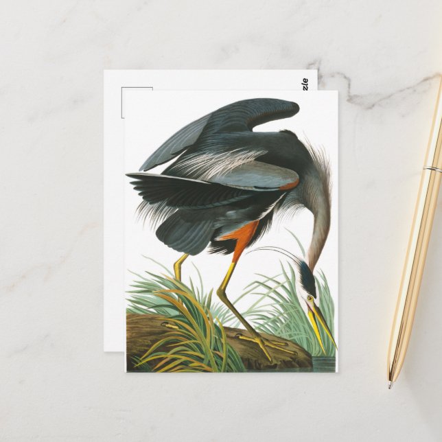 Great Blue Heron by John James Audubon Postcard (Front/Back In Situ)
