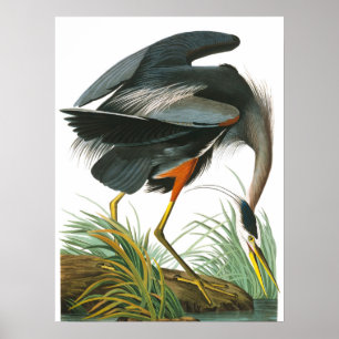 Great Blue Heron by John James Audubon Poster