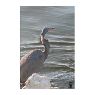 Great Blue Heron by the Water Acrylic Print