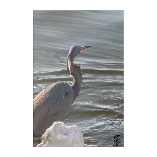 Great Blue Heron by the Water Acrylic Print (Front)