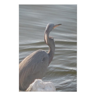 Great Blue Heron by the Water Faux Canvas Print