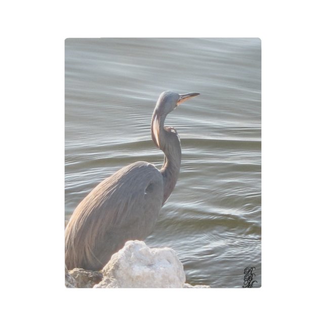 Great Blue Heron by the Water Metal Print (Front)