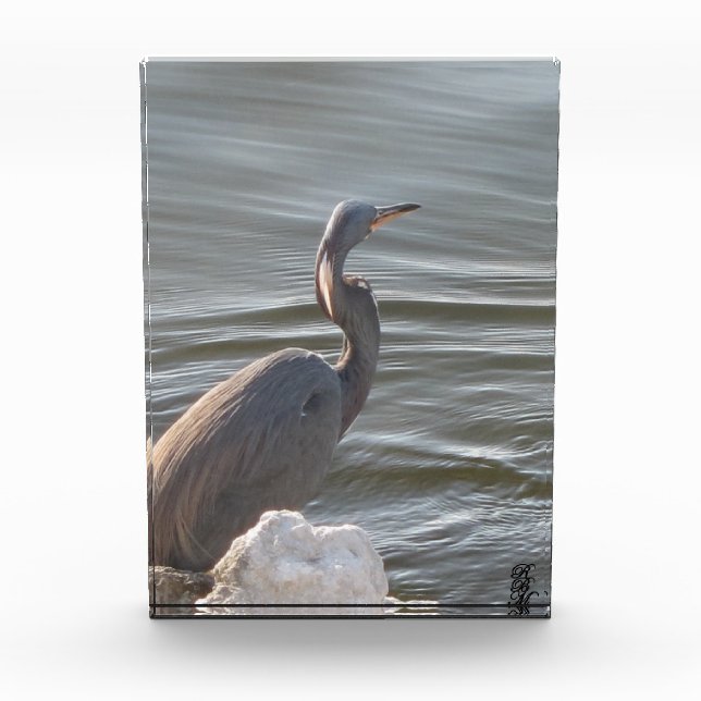 Great Blue Heron by the Water Photo Block (Front)
