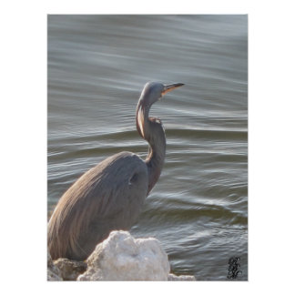 Great Blue Heron by the Water Poster