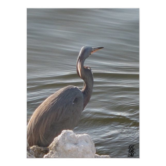 Great Blue Heron by the Water Poster (Front)