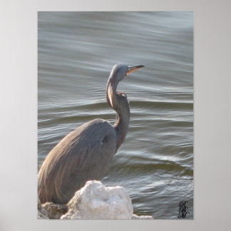 Great Blue Heron by the Water Poster