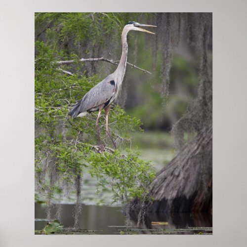 Great Blue Heron calling form cypress tree Poster