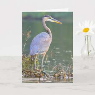 Great Blue Heron Cancer Serious Illness Get Well Card