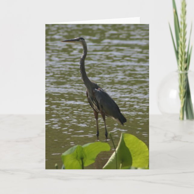Great Blue Heron Card (Front)