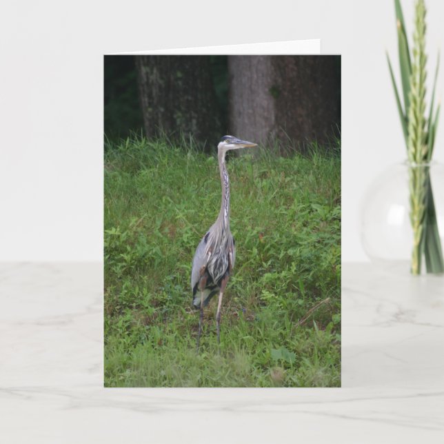 Great Blue Heron Card (Front)