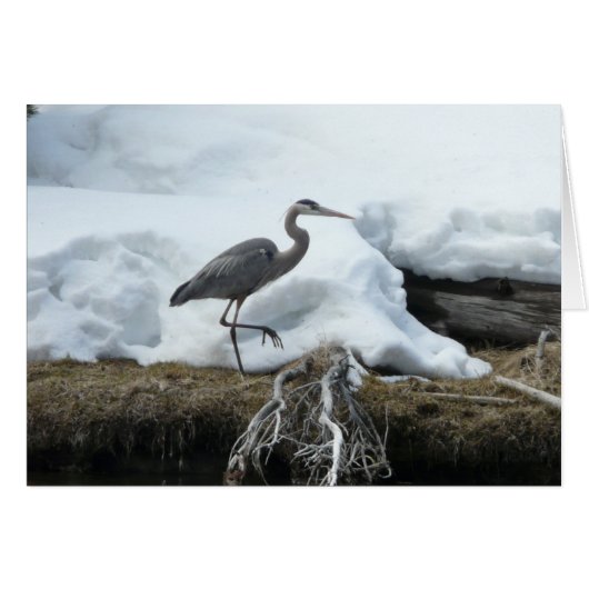 Great Blue Heron Cards (Front Horizontal)
