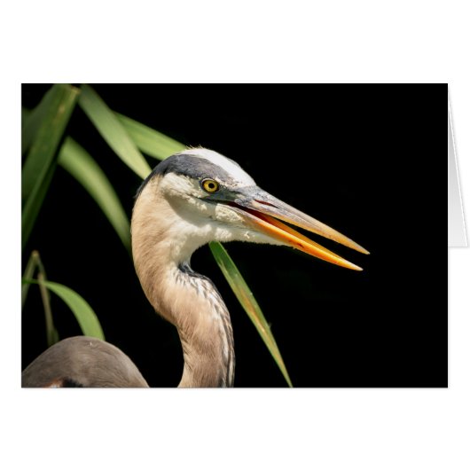 Great Blue Heron Cards (Front Horizontal)