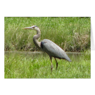 Great Blue Heron Cards