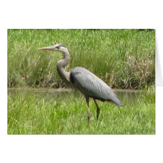 Great Blue Heron Cards (Front Horizontal)