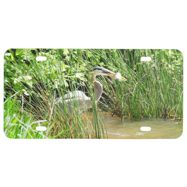 Great Blue Heron catching fish, Lake Reidsville NC License Plate (Front)