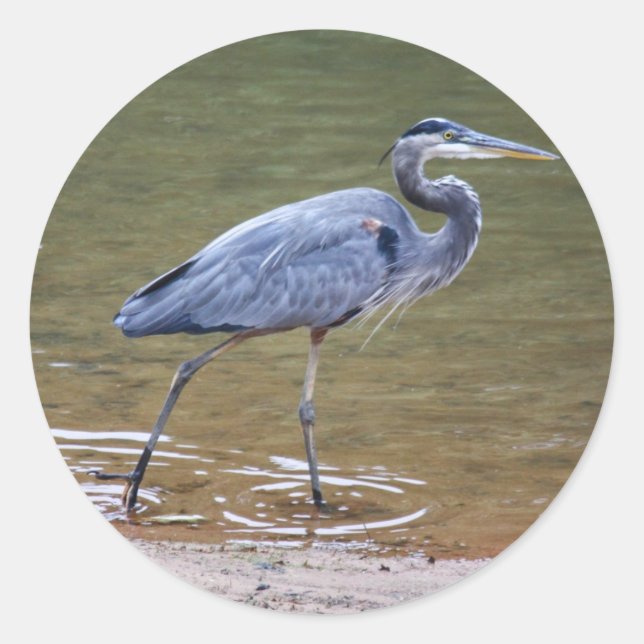 Great Blue Heron Classic Round Sticker (Front)