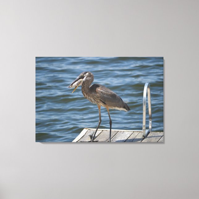 Great Blue Heron Close Up Canvas Print (Front)