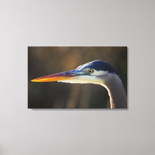 Great Blue Heron close up portrait Canvas Print
