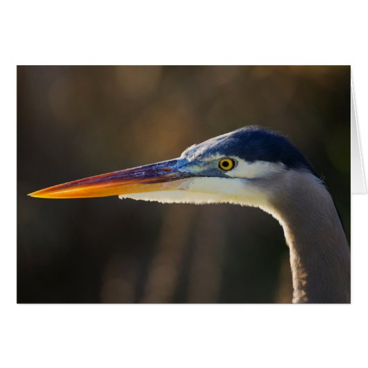 Great Blue Heron, close up portrait Cards (Front Horizontal)