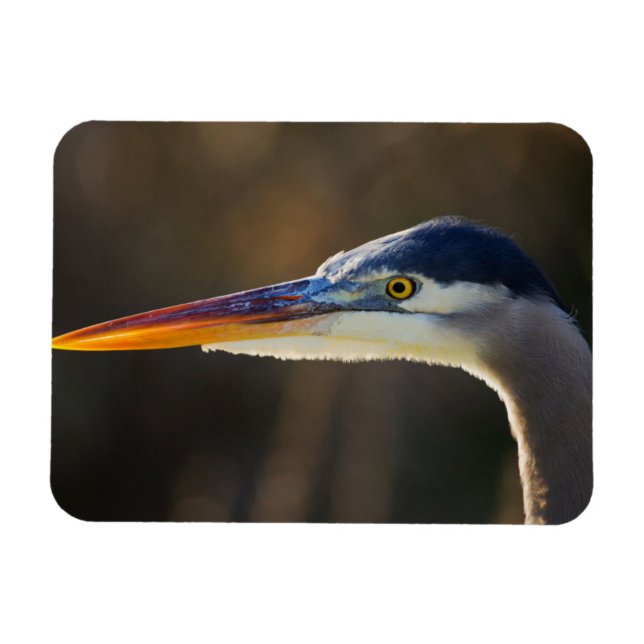 Great Blue Heron, close up portrait Magnet (Horizontal)