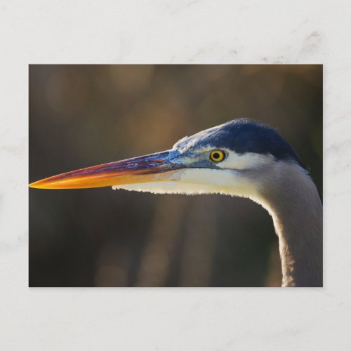 Great Blue Heron close up portrait Postcard
