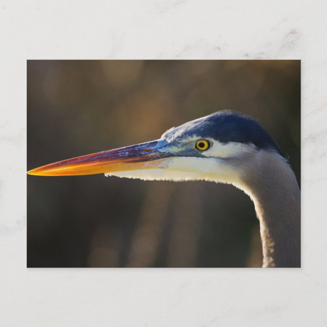 Great Blue Heron, close up portrait Postcard (Front)