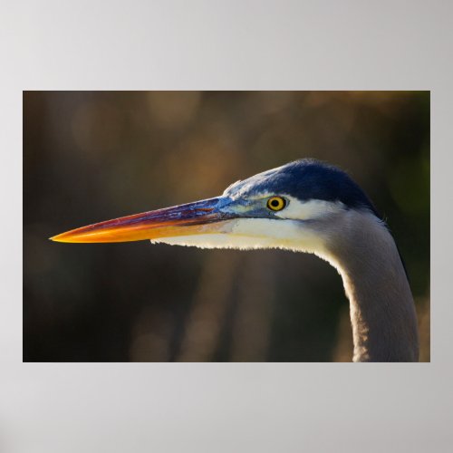 Great Blue Heron close up portrait Poster